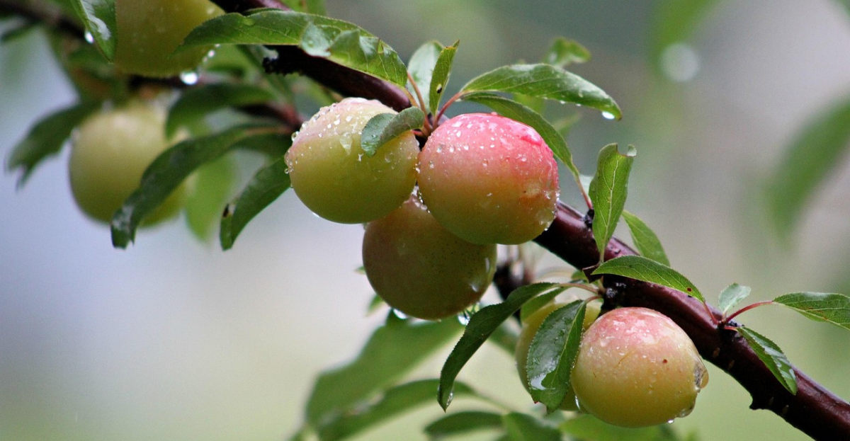 Wild Plums